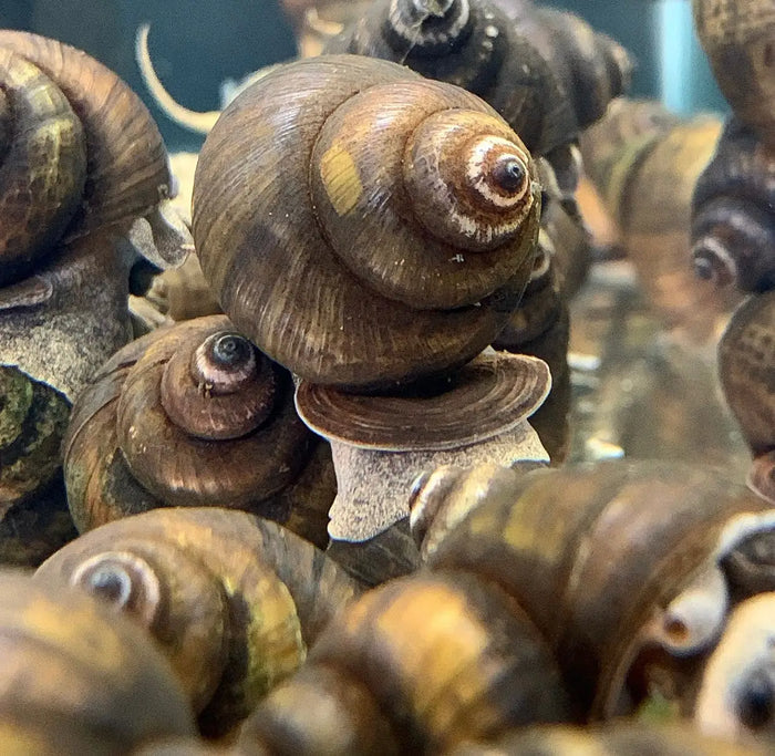 Brown spiraled American trapdoor snail shell with yellow spot and ridges
