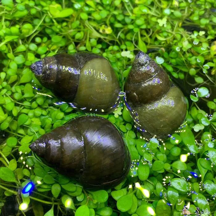 Three dark glossy trapdoor snail shells resting among vibrant green aquatic plants for aquarium use