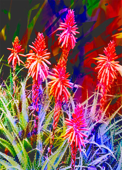 Jan Neil, Aloe Vera