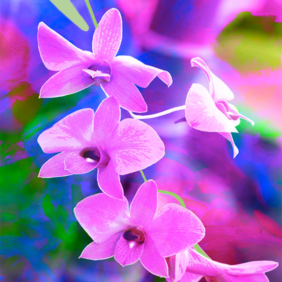 Jan Neil, Cooktown Orchid