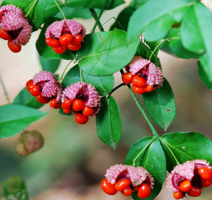 Euonymus Hearts-a-Bustin with bright red capsules opening to reveal orange seeds