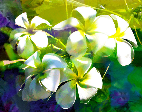 Jan Neil, Frangipani