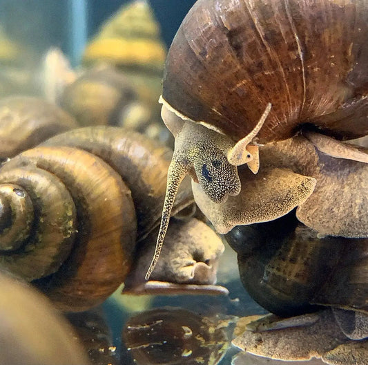 Close-up of brown spiraled American trapdoor snail shell and body