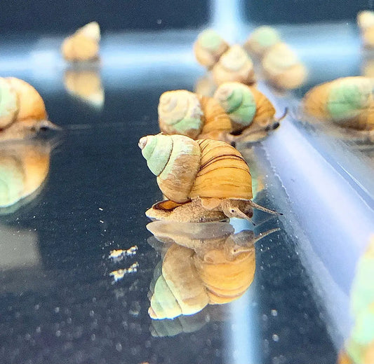 A group of three japanese trapdoor snails with greenish yellow striped shells crawling on a reflective surface