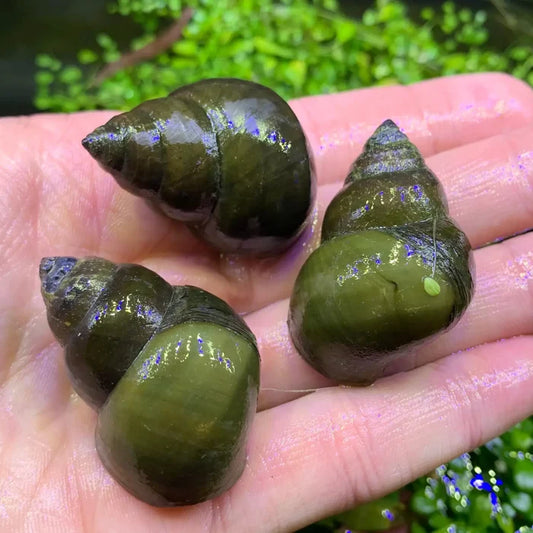 Three glossy dark green trapdoor snail shells with spiral design held in an open palm for aquarium use