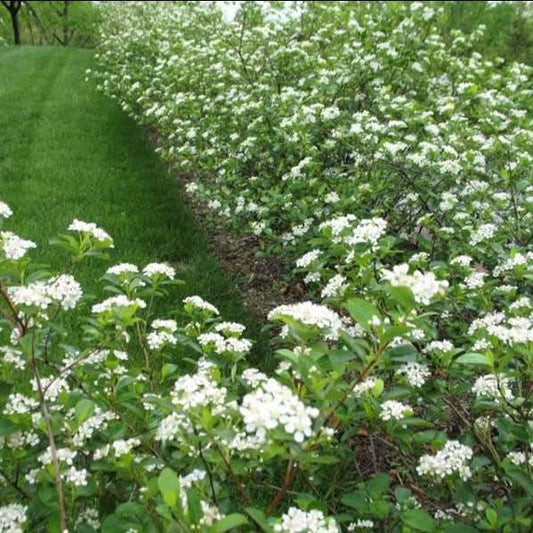 Autumn Magic aronia showing full, rounded habit and shiny leaves, a hardy native shrub for hedges and foundation beds.