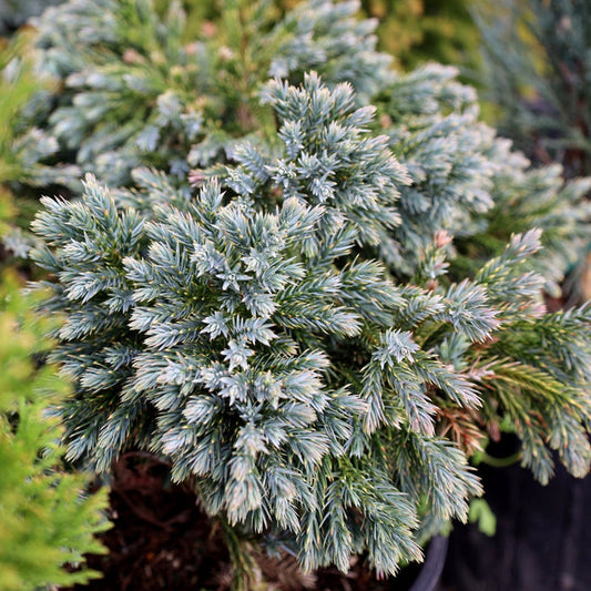 Close-up of Blue Star Juniper blue-gray needles in a dense mound