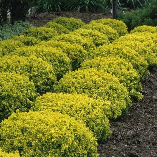 Bonanza Gold barberry in a border, bright golden foliage forming a compact low mound that adds bold contrast beside dark evergreens.