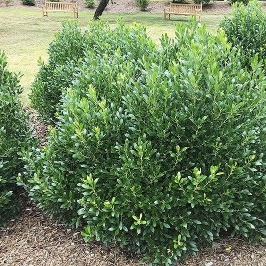 Compact Inkberry Holly with dense glossy evergreen foliage growing as a rounded shrub in a landscape bed