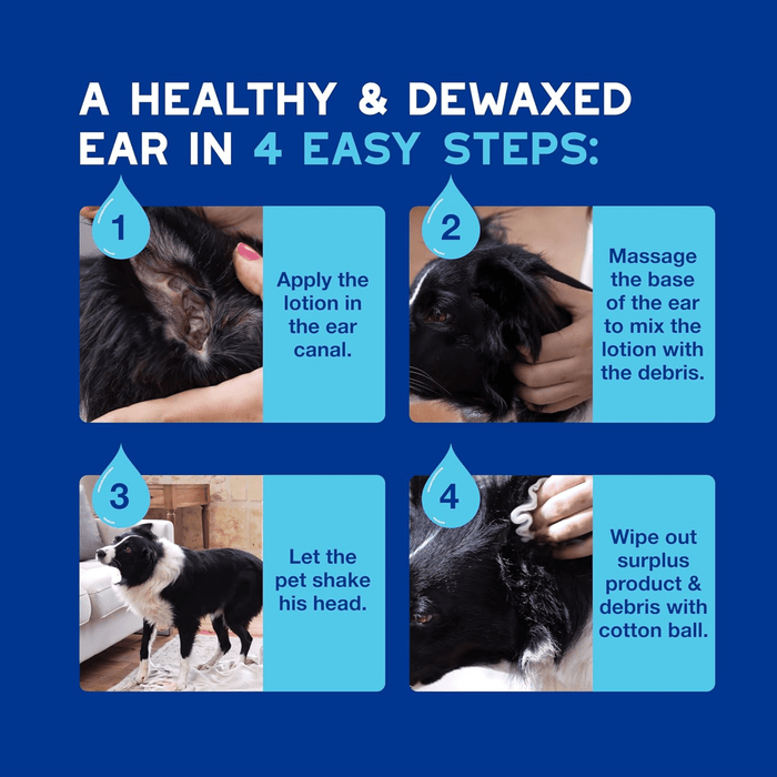 Blue background with text 'A healthy & Dewaxed ear in 4 easy steps:' with four pictures of a black and white collie having it's ears cleaned. Text on a aqua blue background says '1. Apply the lotion in the ear 2. Massage the base of the ear to mix the lotion with the debris, 3. Let the pet shake his head, 4. Wipe out surplus product & debris with cotton ball.'