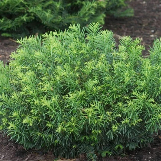 Duke Gardens plum yew habit showing low mounded form, arching branches, evergreen needles, about 2–4 ft tall and 4–6 ft wide.