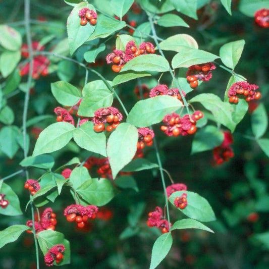 Red fall capsules and orange seeds on Euonymus Hearts-a-Bustin