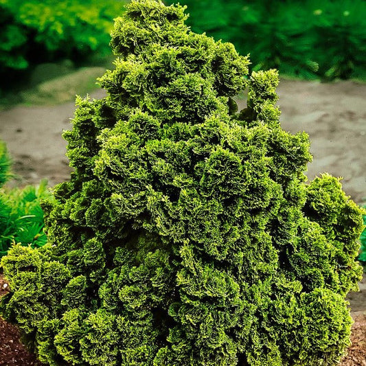 Golden Dwarf Hinoki Cypress with glowing golden fan-shaped evergreen foliage in a landscape bed
