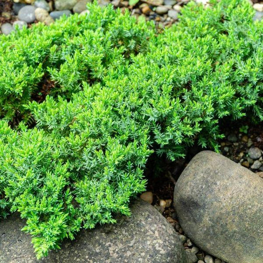 Green Mound Juniper planted in a rock garden beside stone and perennials, adding low evergreen texture and spillover form.