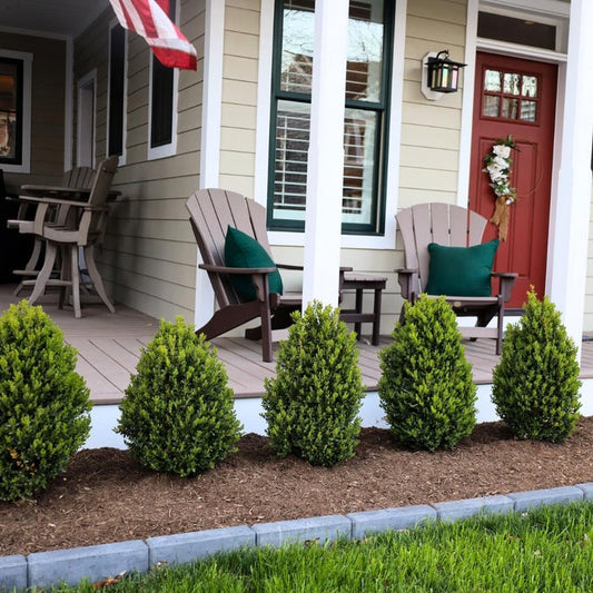 Green Mountain boxwood habit shot showing upright pyramidal shape, dense branching, and rich green foliage in a foundation planting.