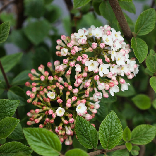 Close-up of Korean Spice Viburnum flowers showing pink buds opening to white clustered blooms with soft texture and a classic spring look