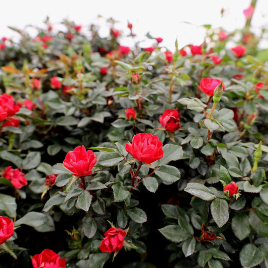 Petite Knock Out rose in full sun with vivid red blooms on a compact mound, lining a walkway edge with clean, low border color