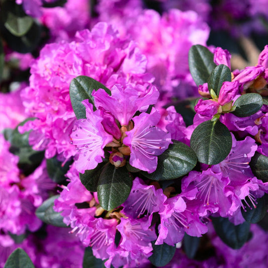 PJM Rhododendron blooming in early spring with bright purple flower clusters