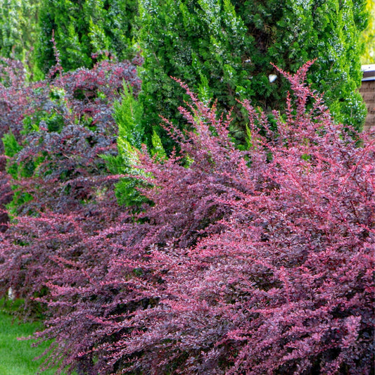Rose Glow barberry habit showing dense thorny shrub, 4–6 ft tall and wide, purple leaves with pink speckling and fall red tones.
