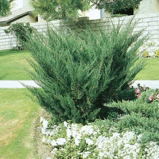 Sea Green Juniper displaying a broad spreading habit with layered evergreen branching and year-round color