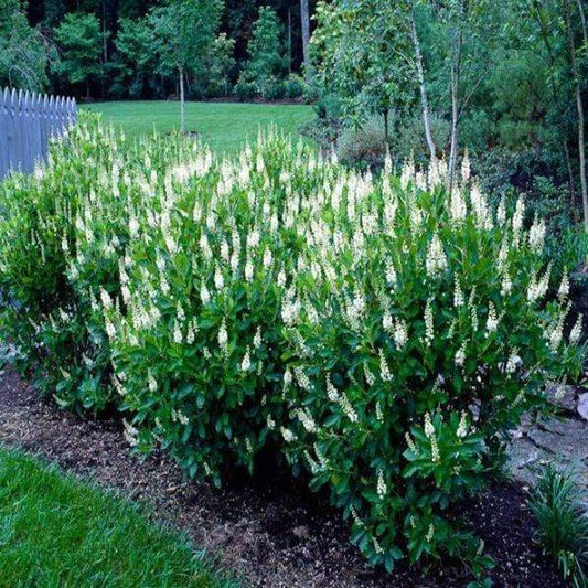 Sixteen Candles clethra habit with dense rounded form and glossy green leaves, compact shrub about 3–5 ft tall and 3–4 ft wide.